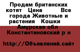 Продам британских котят › Цена ­ 500 - Все города Животные и растения » Кошки   . Амурская обл.,Константиновский р-н